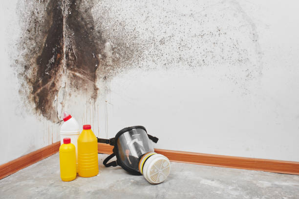 Best Commercial Mold Removal  in Westlake Corner, VA