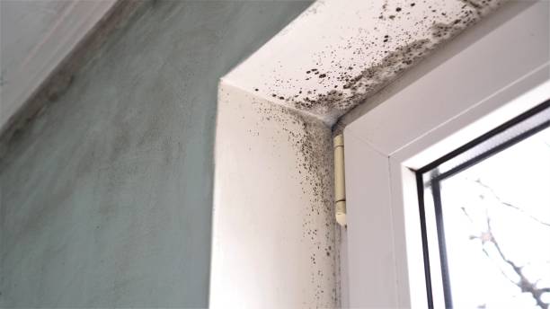 Best Black Mold Removal  in Westlake Corner, VA