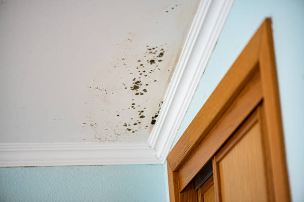 Best Mold Damage Repair  in Westlake Corner, VA
